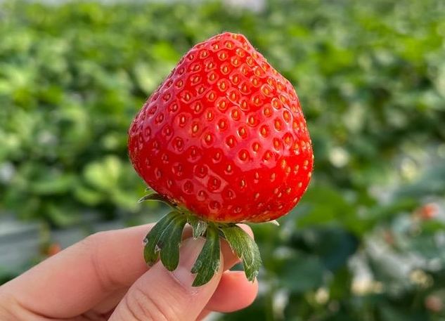日本草莓購買指南 日本草莓購買指南