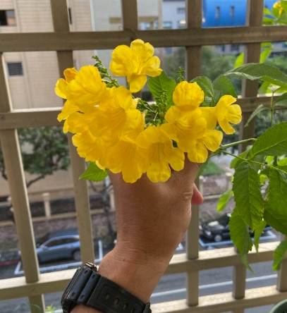 賞花景點 賞花景點