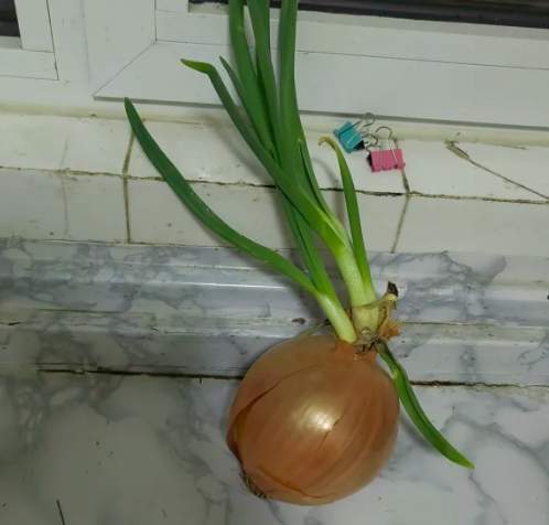 洋蔥發芽處理