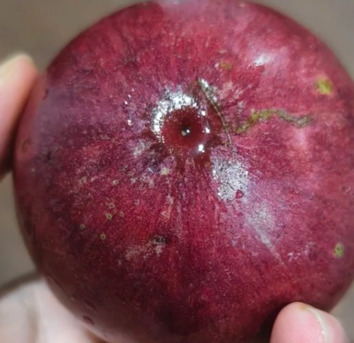 牛奶果營養價值