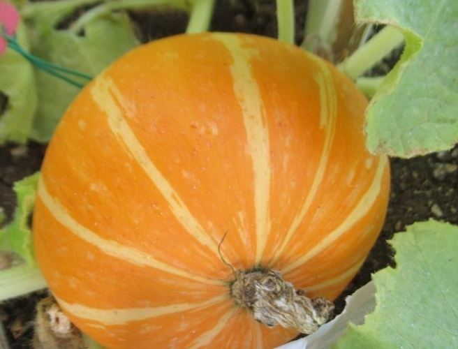 南瓜減肥 南瓜減肥