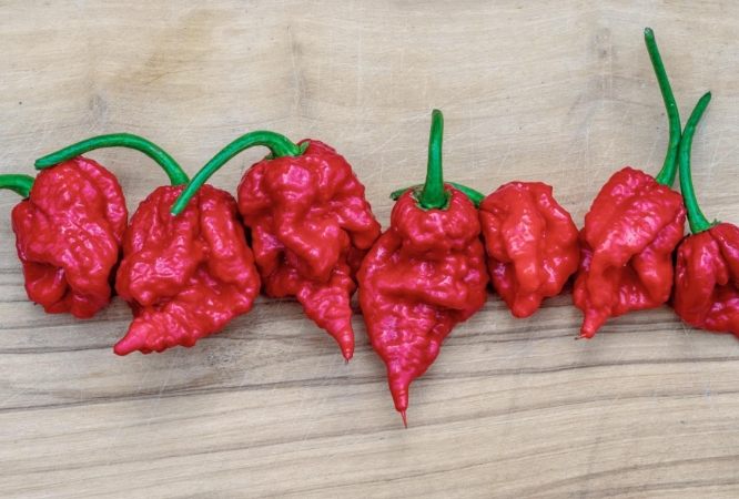 辣椒辣度排名