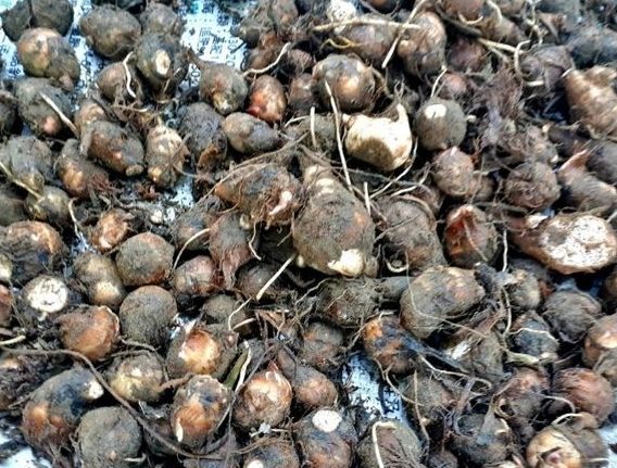 台灣芋頭季節 台灣芋頭季節