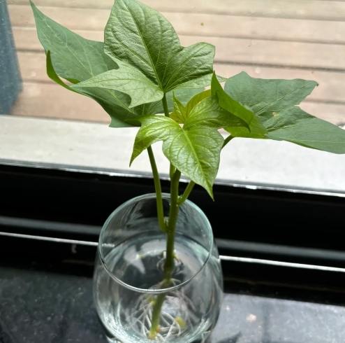 地瓜葉種植常見問題