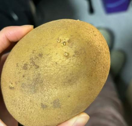 發芽馬鈴薯處理