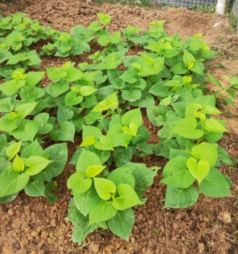 地瓜葉種植常見問題