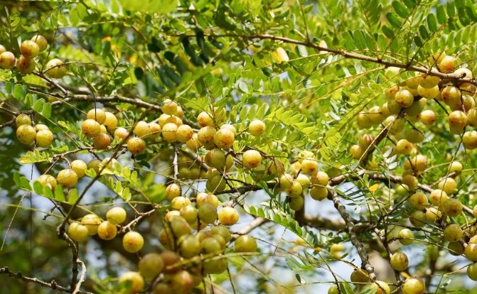 油甘果食用注意