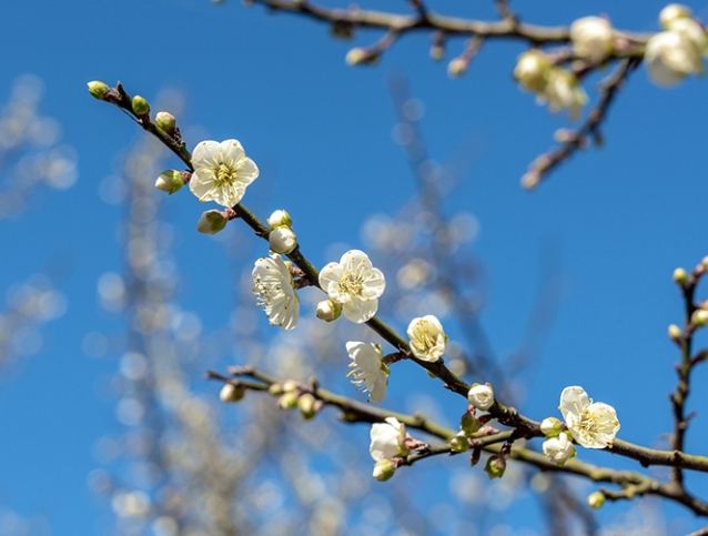 梅花花期