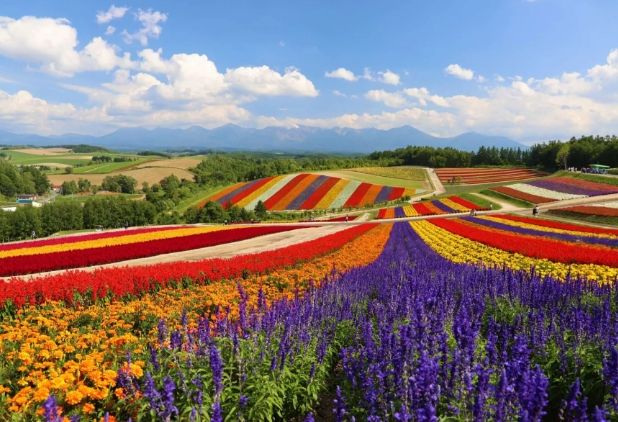 富良野旅遊攻略 富良野旅遊攻略