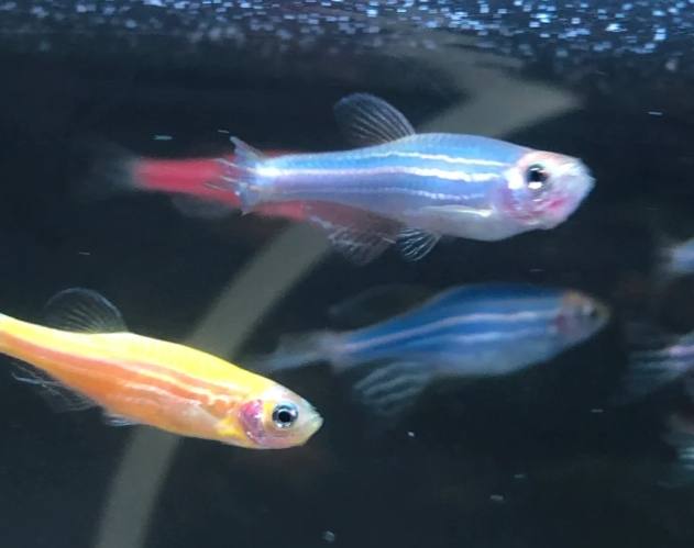 斑馬魚相容魚種