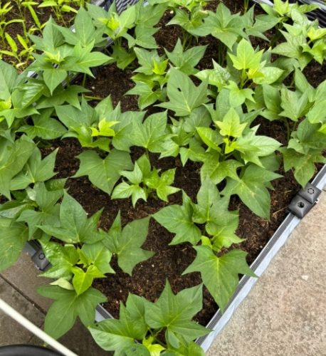 地瓜葉種植常見問題