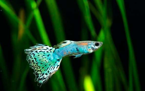 熱帶魚溫度控制