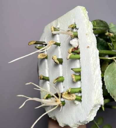 玫瑰扦插方法 玫瑰扦插方法