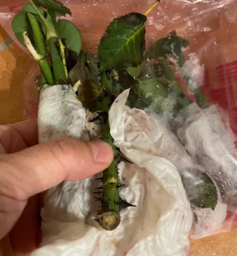 玫瑰扦插方法 玫瑰扦插方法