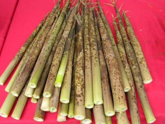 桂竹筍季節