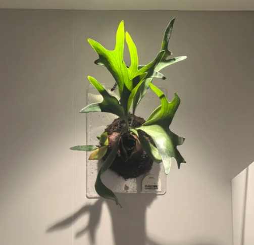 鹿角蕨栽培 鹿角蕨栽培