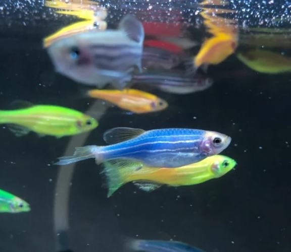 水族箱混養技巧