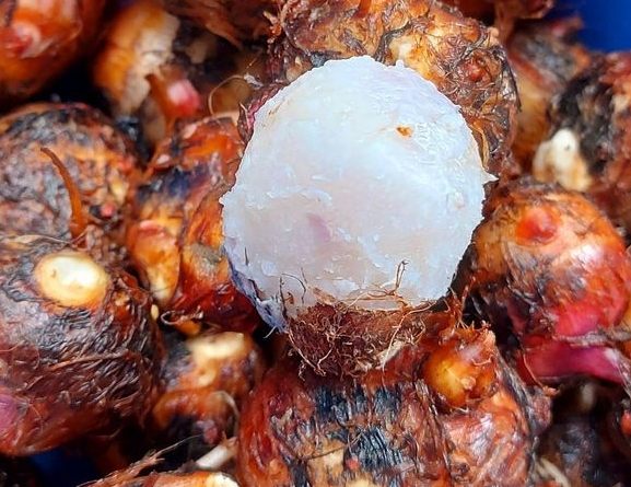 芋頭挑選方法 芋頭挑選方法