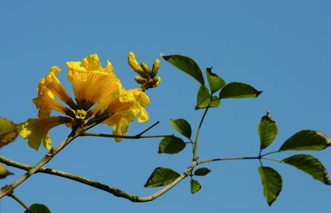 台灣黃花風鈴木 台灣黃花風鈴木