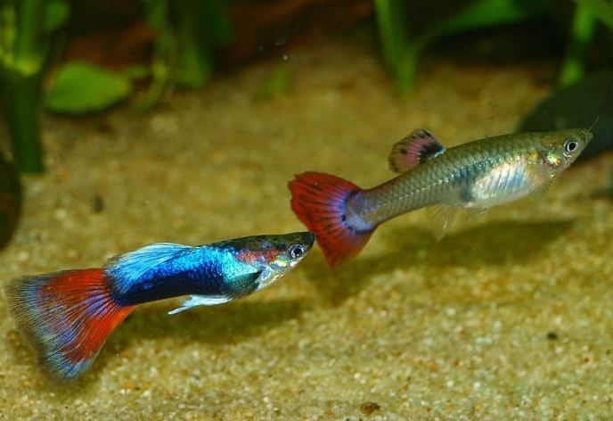 熱帶魚溫度控制