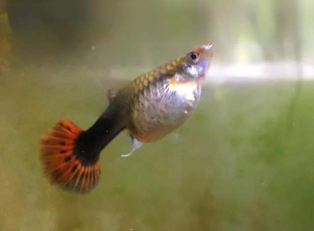 觀賞魚壽命延長 觀賞魚壽命延長