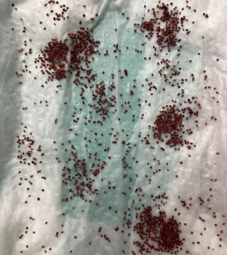 自種草莓技巧 自種草莓技巧