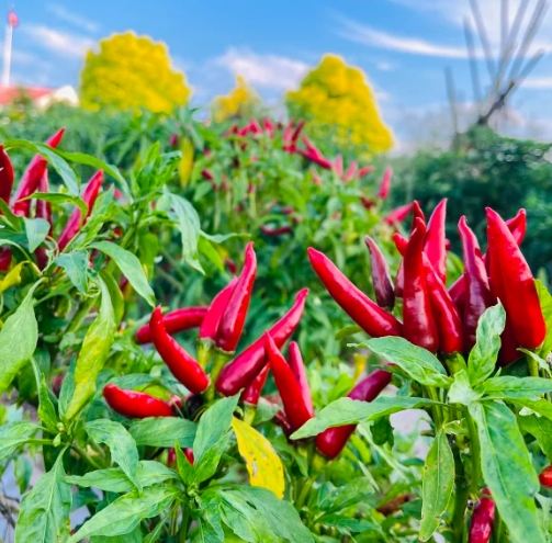 朝天椒種植