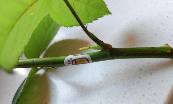 玫瑰扦插方法 玫瑰扦插方法