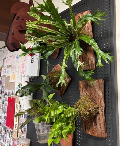 植物上板方法 植物上板方法