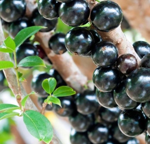 嘉宝果食用方法