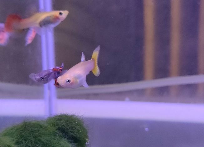 熱帶魚溫度控制