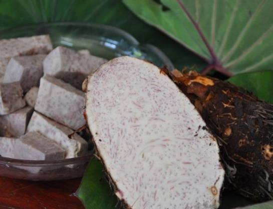 大甲芋頭選購 大甲芋頭選購