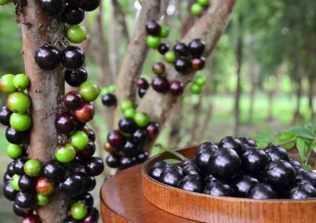 樹葡萄營養 樹葡萄營養