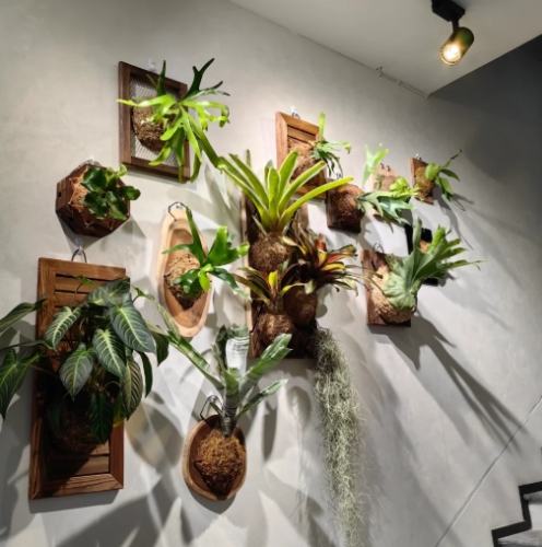 鹿角蕨栽培 鹿角蕨栽培