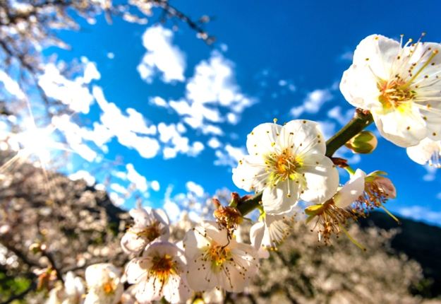 台灣賞梅