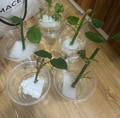 玫瑰扦插方法 玫瑰扦插方法