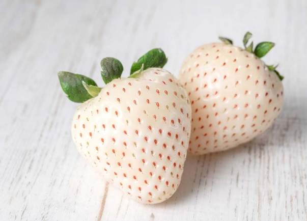 白草莓