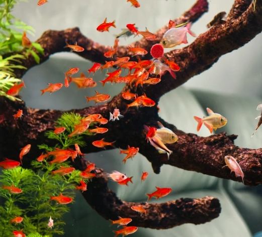 燈科魚飼養方法