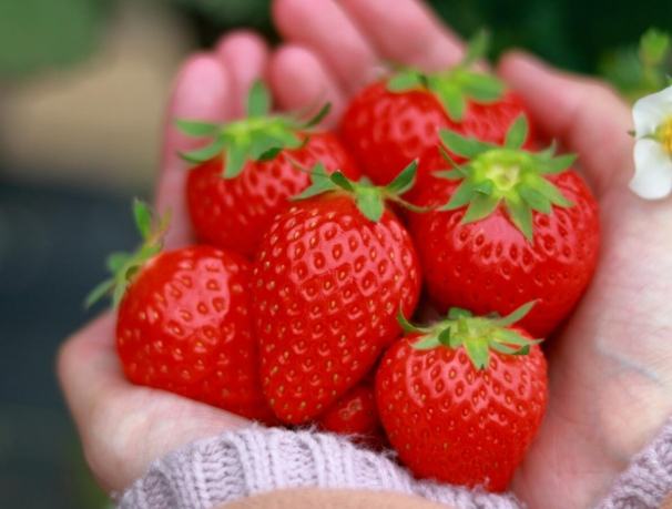 日本草莓購買指南 日本草莓購買指南