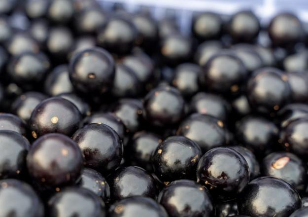 樹葡萄食用方法 樹葡萄食用方法