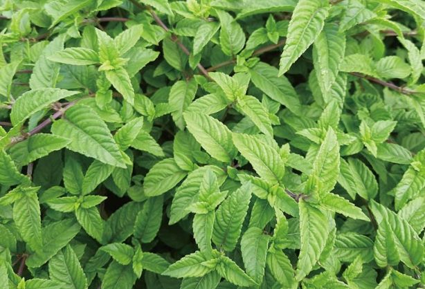 仙草副作用 仙草副作用