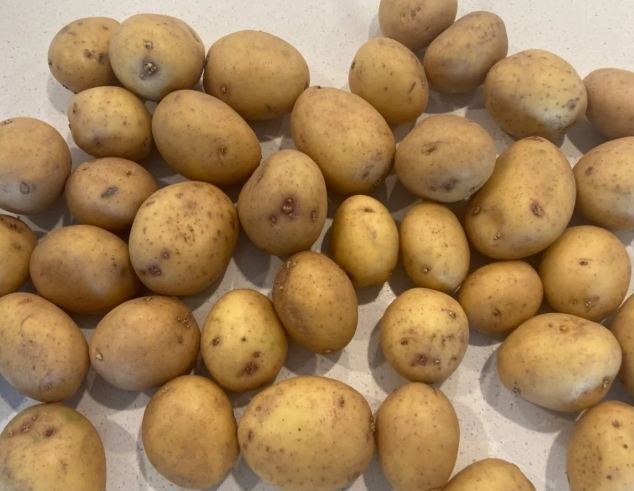 馬鈴薯發芽處理