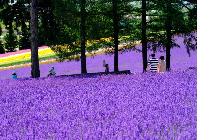 富良野旅遊攻略 富良野旅遊攻略