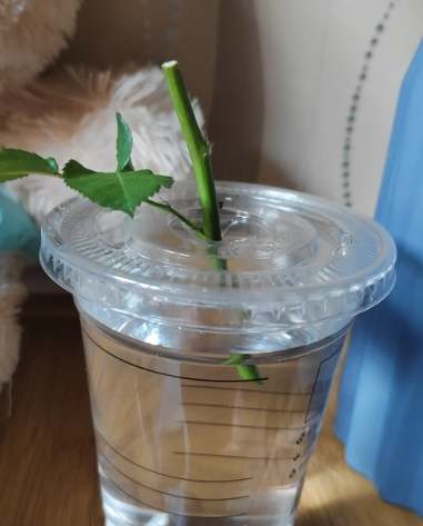 玫瑰花繁殖技巧 玫瑰花繁殖技巧