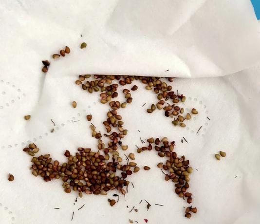 自種草莓技巧 自種草莓技巧