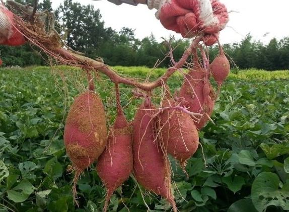 地瓜種植多久可採收