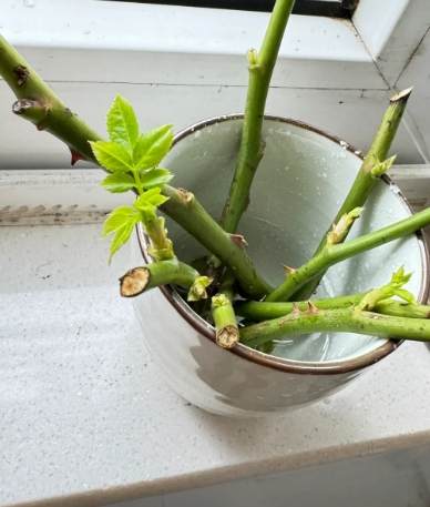 玫瑰花繁殖技巧 玫瑰花繁殖技巧