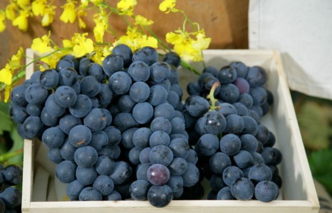 葡萄產季
