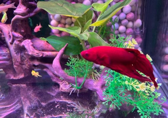 水族箱混養技巧