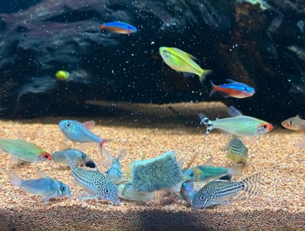 鼠魚飼養